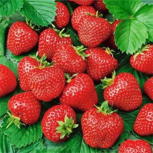Клубника "ХОНЕЙ" ( 6 шт.)