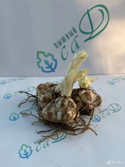 Лилия "ЗЕЛЬМИРА" 3 штуки (размер 18/20)